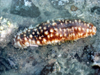 image031.png